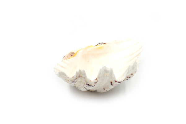 Strawberry Giant Clam Shell